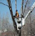 Tree Removal with Bucket Crane