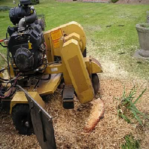  Stump Removal 