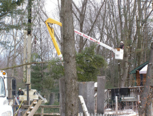 Cutting Tree with Crane & Bucket