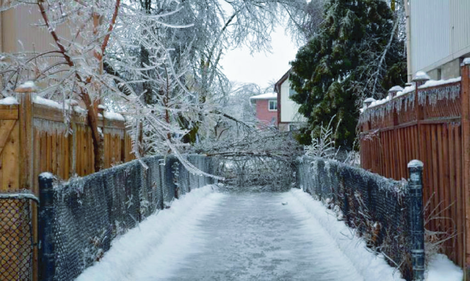 Ice Tree Storm